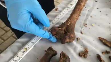 Encuentran 1300 huesos en un colegio de Quito