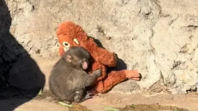 Punch el mono que encontró un peluche de orangután tras ser abandonado