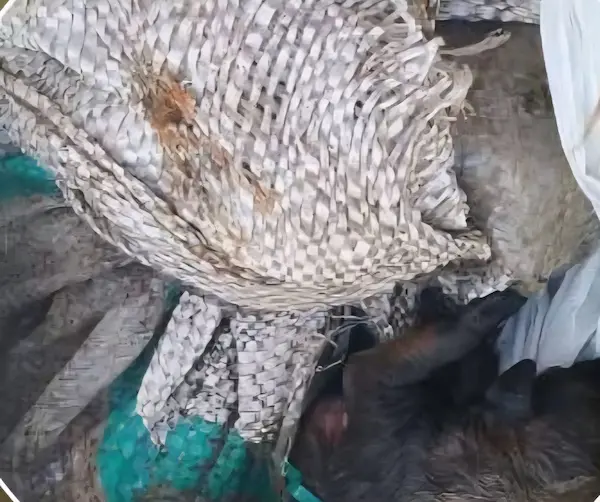 6 perros cachorros encontrados muertos en Guano