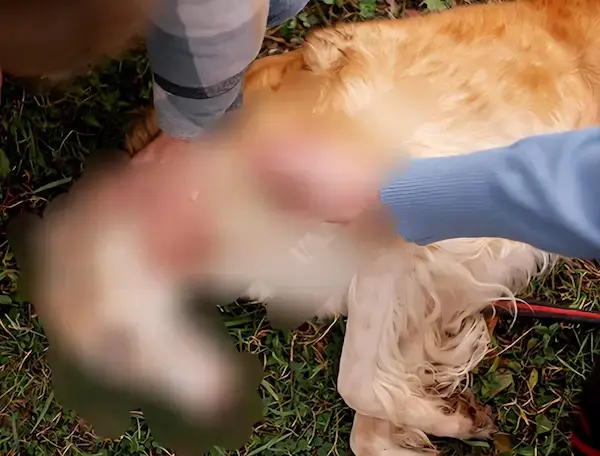 Blanquita fue envenenada en octubre de 2025, junto a otros perritos, en el sector La Capilla