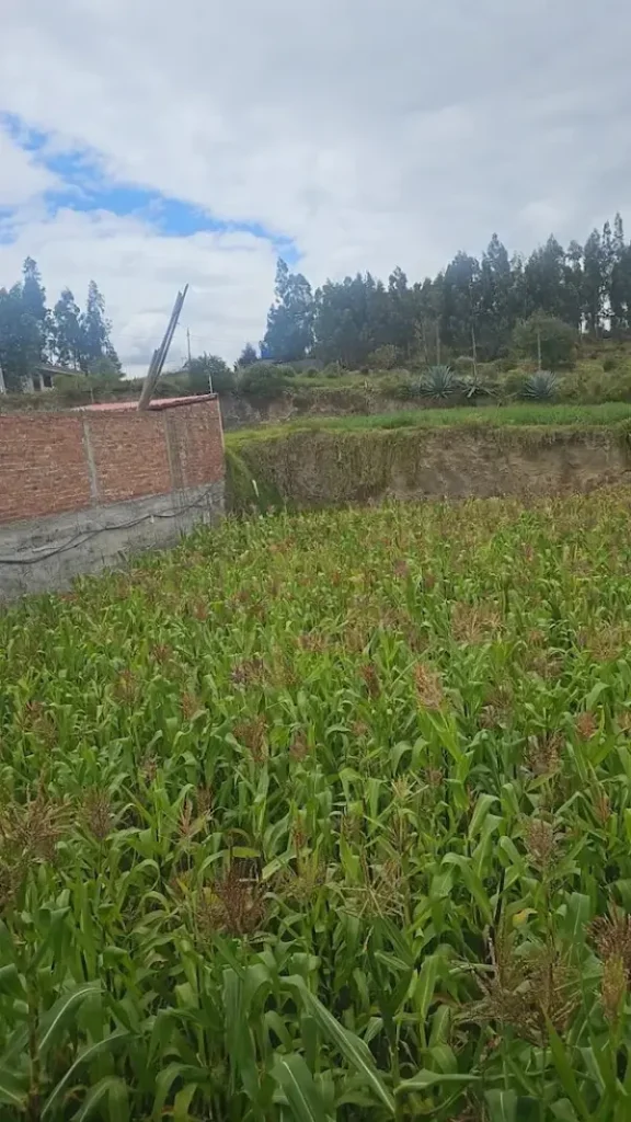 Algunas personas matan a los animalitos para que no afecten sus maizales, se afirma
