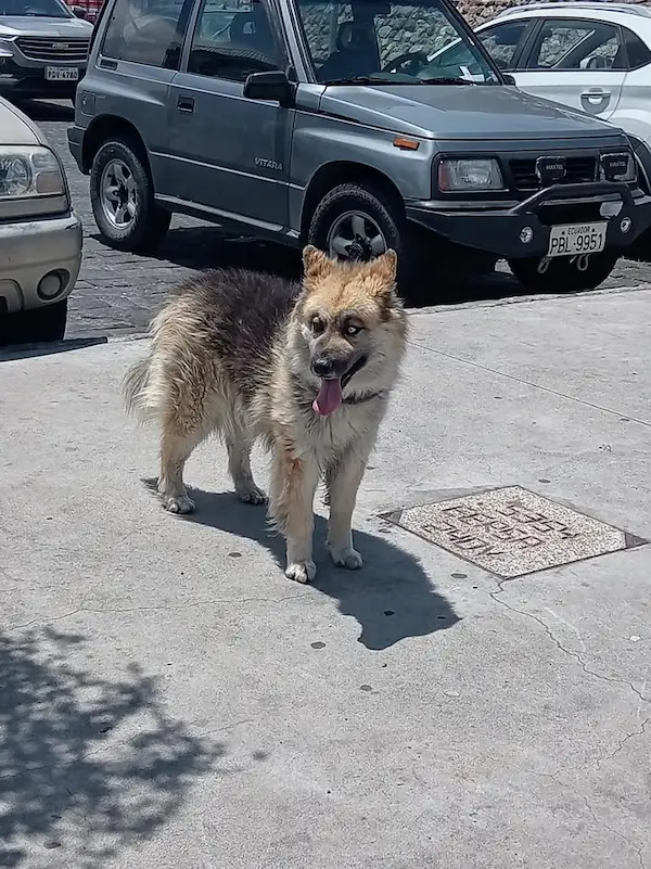 Abandonan perrito en el parque Loma de Quito