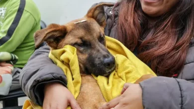 Campaña de esterilización gratuita en Alausí para perros y gatos