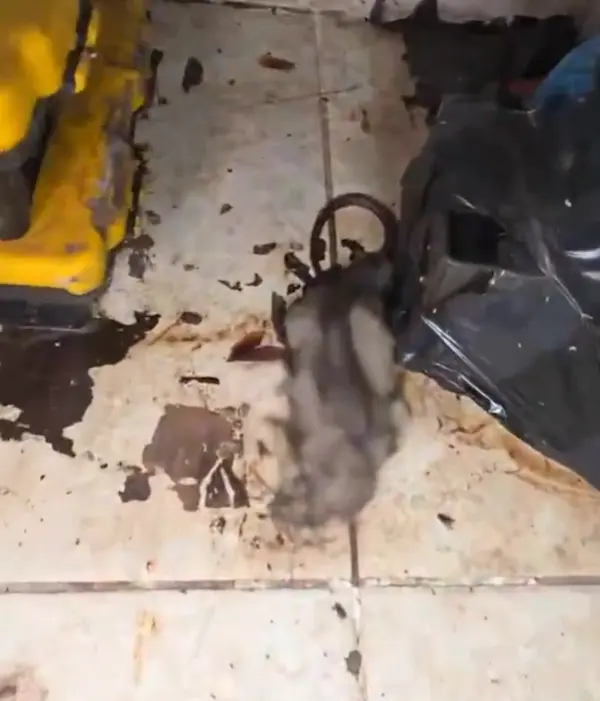 Arcsa clausura pizzería por ratas y cucarachas en Guayaquil