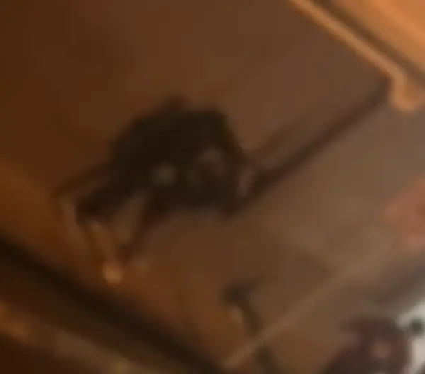 Video | Jóvenes protagonizaron una pelea en Riobamba