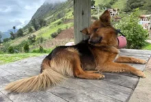 Murió Hachi el perro héroe del cerro Puñay que salvó a un niño perdido