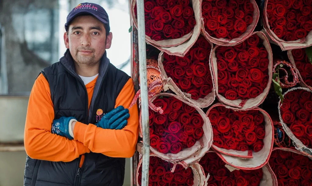 Flores de Cotopaxi conquistan el mundo en San Valentín.