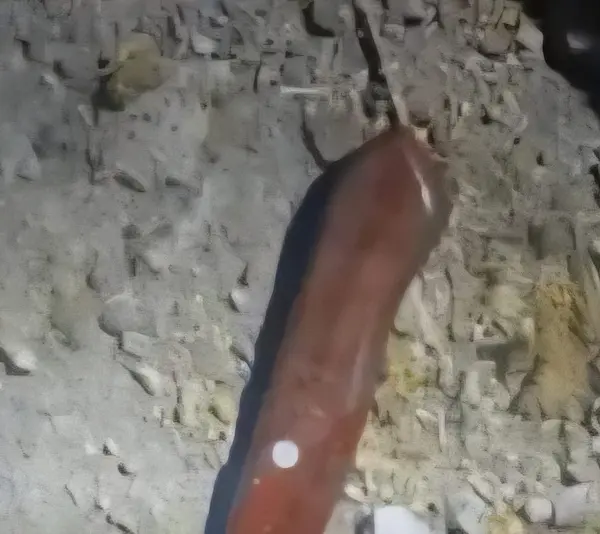 Arma con la que se perpetró el crimen