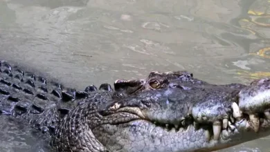 Padre es devorado por un enorme cocodrilo frente a su hijo