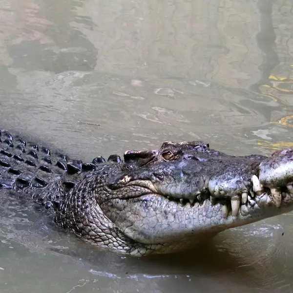 Padre es devorado por un enorme cocodrilo frente a su hijo
