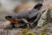 Justicia detiene ampliación de vía en Cotopaxi por rana Jambato