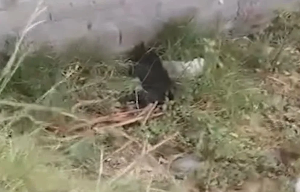 Latacunga 5 perros envenenados en Belisario Quevedo.