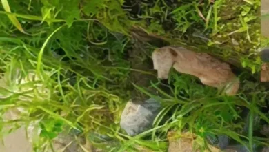 Perro fue rescatado de la muerte en un río en Cumandá