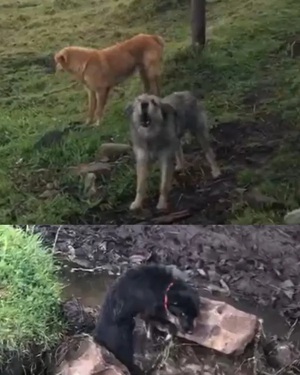 Perros forman manadas para sobrevivir, en la imagen uno de ellos agoniza en el río, mientras otros ladran. 