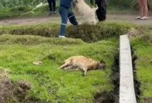 Municipio de Chambo denuncia en Fiscalía la muerte de perros