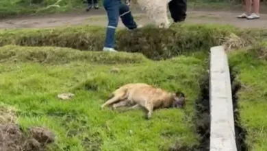 Municipio de Chambo denuncia en Fiscalía la muerte de perros