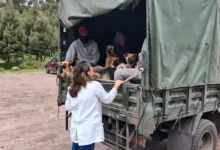 Ejército esteriliza 15 perros comunitarios en Riobamba
