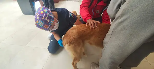 Jornada de esterilización a 15 perros