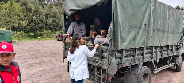 Ejército esteriliza 15 perros comunitarios en Riobamba