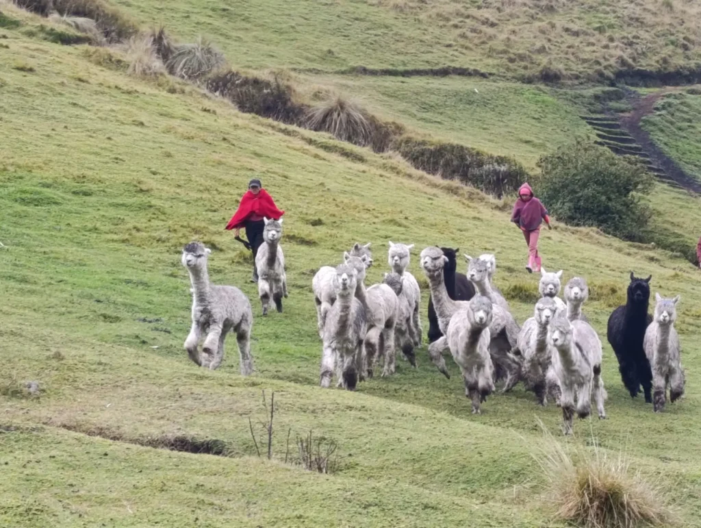 World Vision marca un hito en el desarrollo sostenible con el Centro de Mejoramiento Genético de Alpacas
