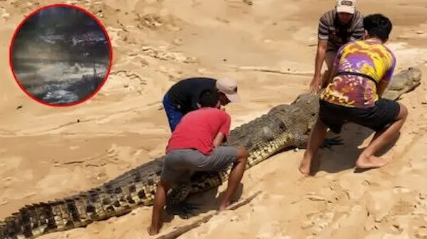 El padre fue arrastrado por el animal 