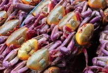 Veda del cangrejo 2026: fechas, prohibiciones y cuándo volver a comerlo