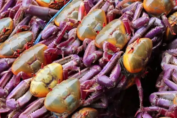 Veda del cangrejo 2026: fechas, prohibiciones y cuándo volver a comerlo