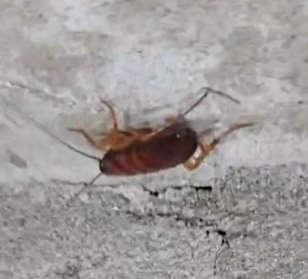 Plagas en planta de dulces