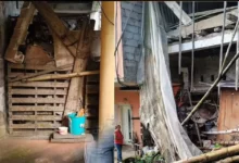 Denuncian presencia de ratas y culebras en casa en Caluma.