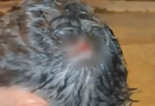 Joven de Riobamba víctima de secuestro exprés y robo