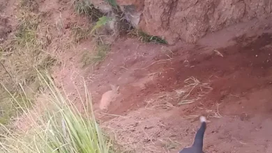 Perro en peligro fue rescatado por Bomberos de Chambo