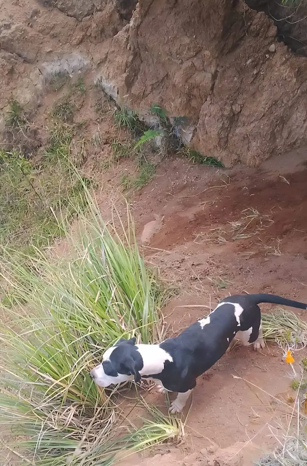 La acción se realizó con mucho cuidado, a fin de no espantarlo y hacerlo caer