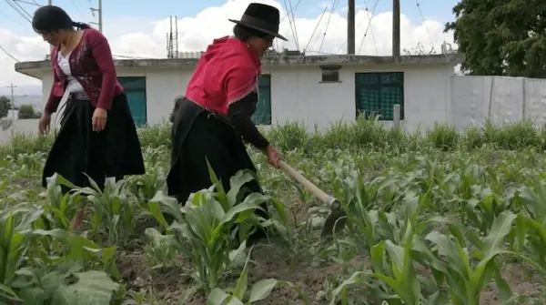 Impacto en la agricultura