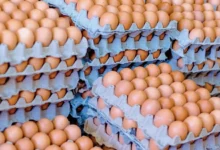 Sobreproducción de huevos en Ecuador provoca baja de precios.