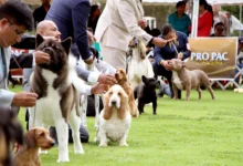 Exposición canina “Cumbre de Campeones” se realizará en abril en Riobamba.